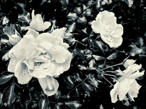 Roses à feuilles luisantes (2007) Roses à feuilles luisantes (2007)