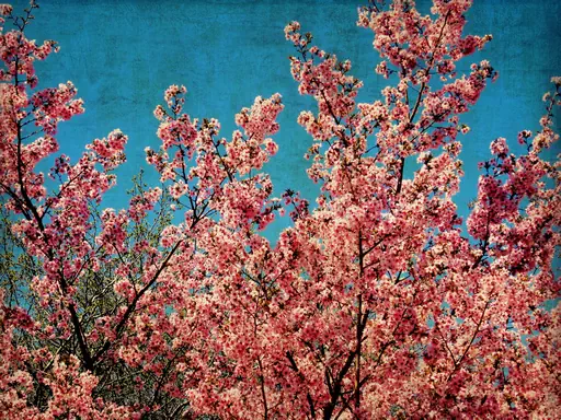 Cerisier du Japon (2008) Cerisier du Japon (2008)