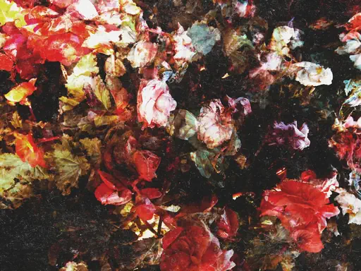 Fleurs givrées (2008) Fleurs givrées (2008)