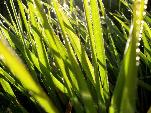 Herbe sous la rosée (2008) Herbe sous la rosée (2008)