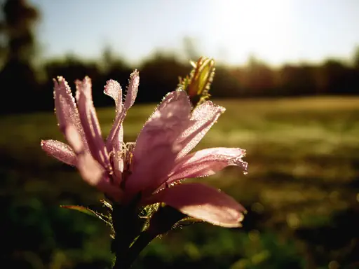 Fleur sous la rosée (2008) Fleur sous la rosée (2008)