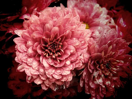 Chrysanthèmes après l'averse (2009) Chrysanthèmes après l'averse (2009)