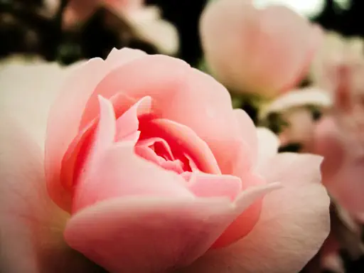 Rose (2010) Rose (2010)