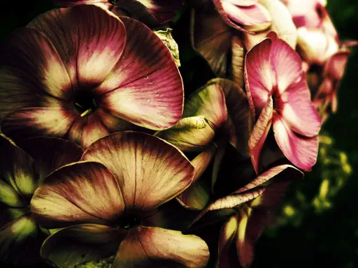 Phlox (2010) Phlox (2010)