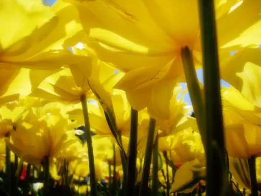 Tulipes jaunes (2011) Tulipes jaunes (2011)