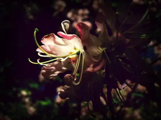 Magnolia (2011) Magnolia (2011)