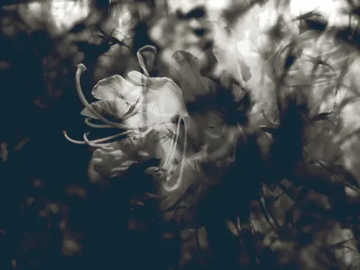 Magnolia monochrome (2011) Magnolia monochrome (2011)
