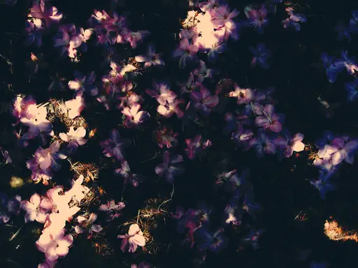 Tapis de fleurs (2011) Tapis de fleurs (2011)