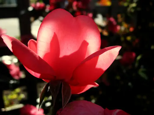 Rosa rugosa (2011) Rosa rugosa (2011)