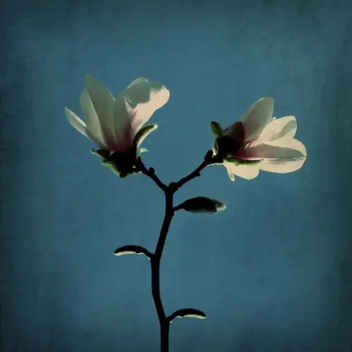 Bourgeons moroses (2013) Bourgeons moroses (2013)