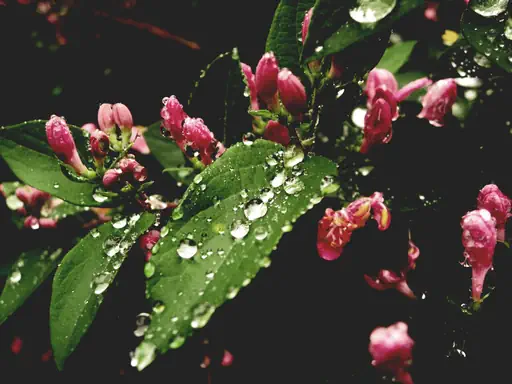Perles d'eau (2015) Perles d'eau (2015)