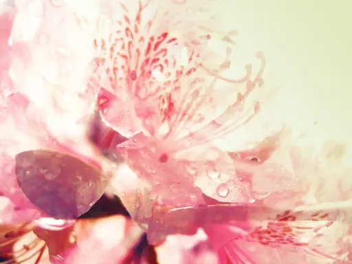 Abstraction aux rhododendrons (2015) Abstraction aux rhododendrons (2015)