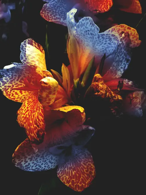 Canna mouchetée (2015) Canna mouchetée (2015)