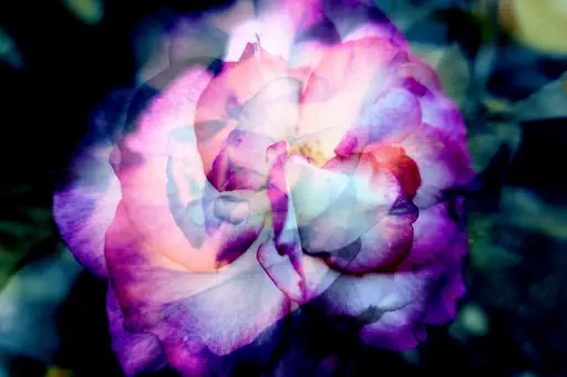 Double rose (2016) Double rose (2016)