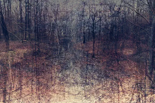 Marécage printanier (2017) Marécage printanier (2017)