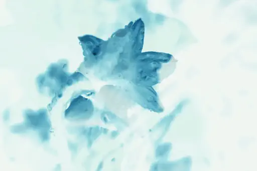 Narcisse en bleu (2017) Narcisse en bleu (2017)
