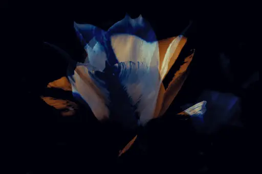Double tulipe (2017) Double tulipe (2017)