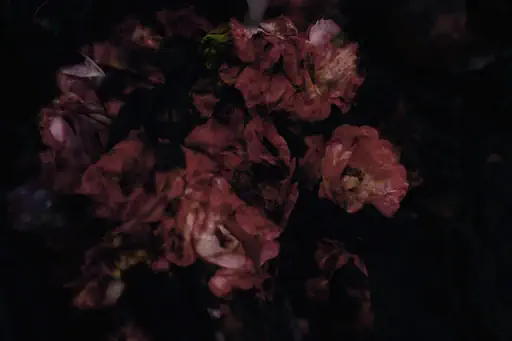 Rugosa d'octobre (2017) Rugosa d'octobre (2017)