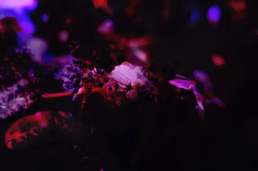 Quercifolia (2018) Quercifolia (2018)