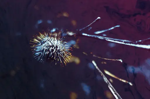 Bardane, effet de nuit (2018) Bardane, effet de nuit (2018)